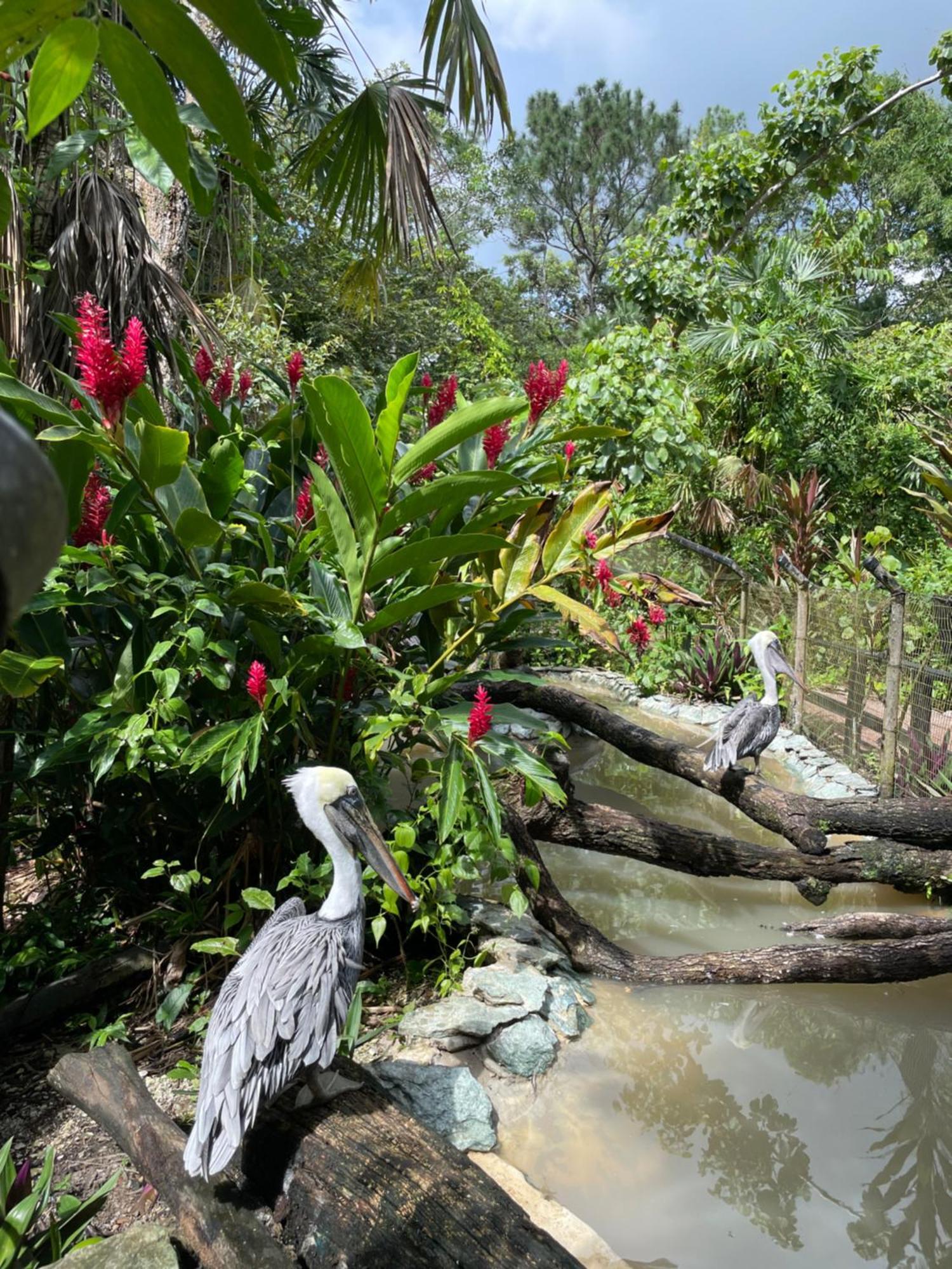 Gumbo Limbo Jungle Resort Cool Shade Eksteriør bilde